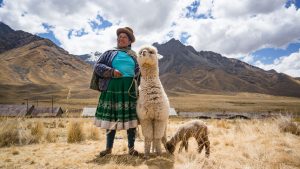 Experiencias de desarrollo de la cadena de valor de la Alpaca con familias altoandinas en la región de Huancavelica