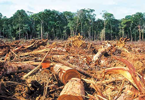 El futuro de los bosques amazónicos