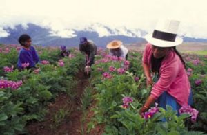 Innovaciones de impacto en los sistemas agrarios en el Perú