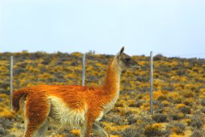 Sistemas pastoriles del Sur Andino peruano