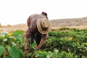 Modelos agrarios en el Ecuador y su evaluación Perspectivas hacia una agricultura para la vida