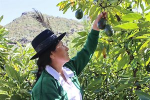 Género y Agroexportación Empoderamiento de la mujer en Empresas Asociativas en Perú