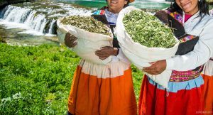 TÉ POR COCA. El reto histórico del desarrollo alternativo en el Perú. (1900-2000)