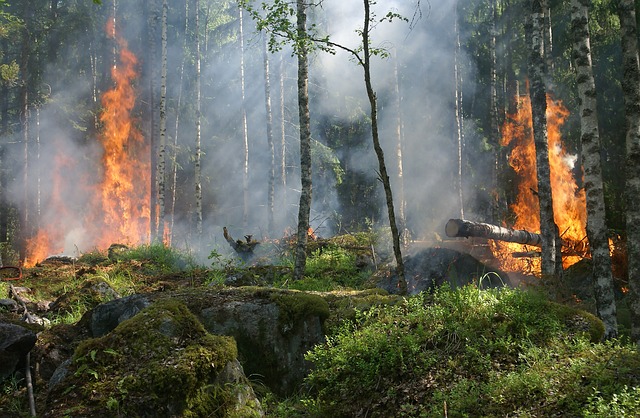 Panel sobre Incendios Forestales en el Perú