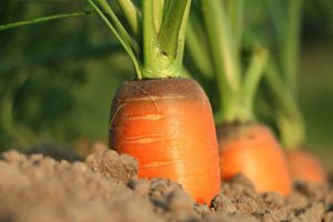 Impacto de los plaguicidas en la agricultura nacional y la contaminación de alimentos