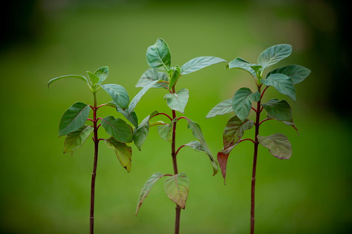 Promoviendo el cultivo del árbol emblemático de la quina