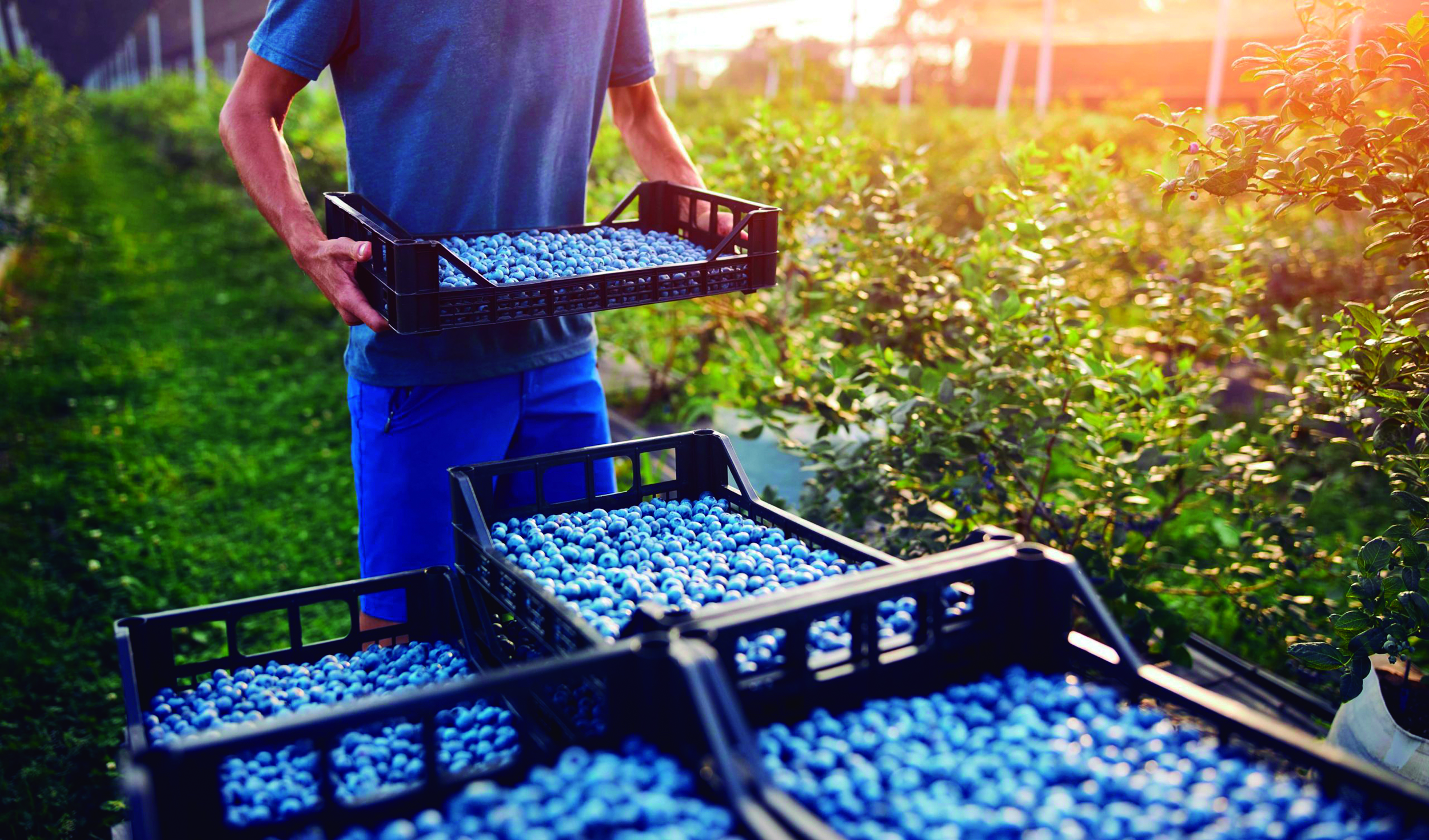 El Efecto de las Certificaciones Voluntarias sobre las Agroexportaciones no Tradicionales: Análisis de un Caso Aplicado en el Perú