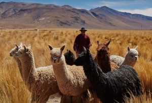 Pastoralismo en el mundo y en la zona andina