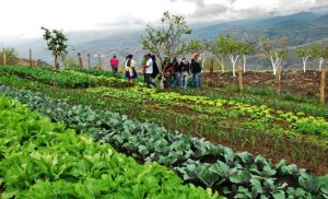 Avances y desafíos de la agroecología en el mundo académico de América Latina