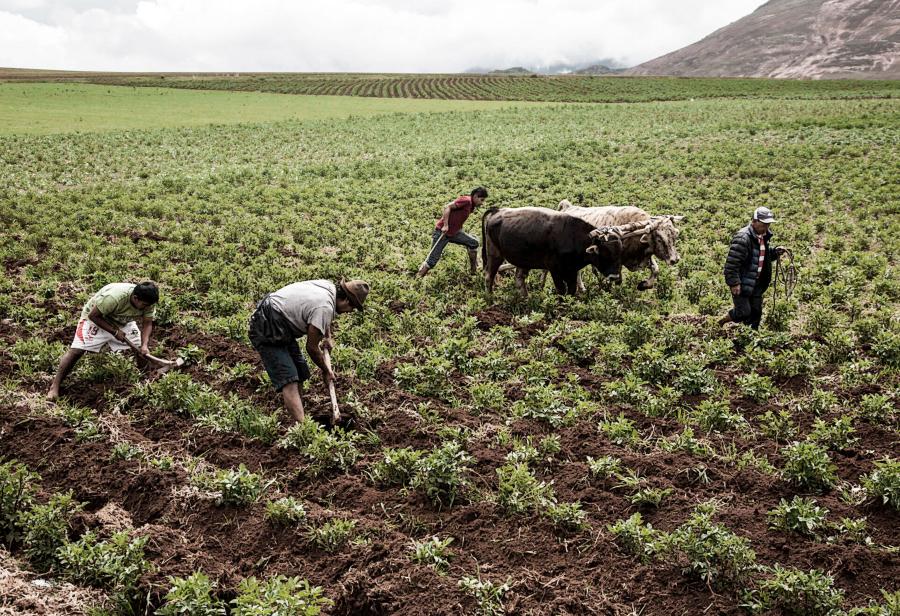 Asimetrías en las propuestas de desarrollo rural: agroexportación y hambre en la agricultura