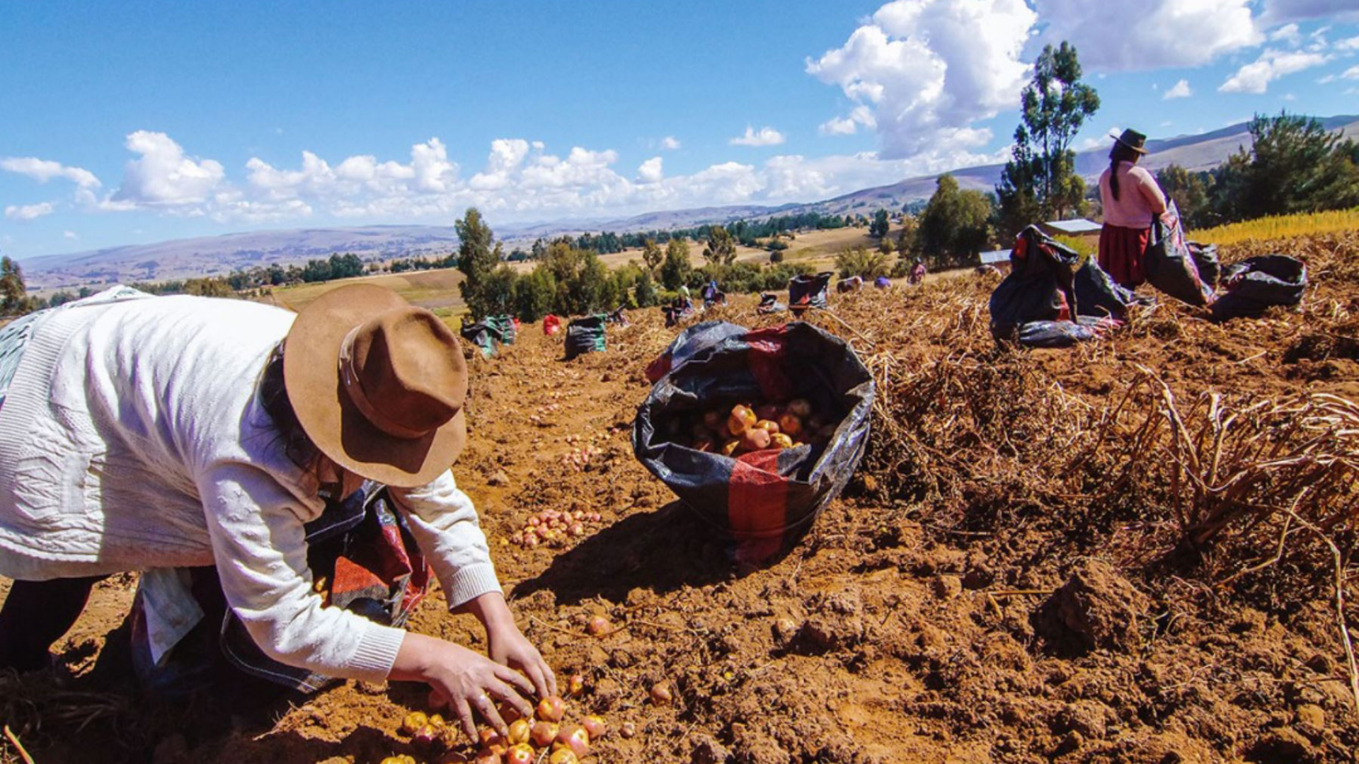 Cuando la Reforma Agraria no es suficiente. El Rol de las Políticas Públicas en Mejorar el Nivel de Vida de la Agricultura Familiar en el Perú
